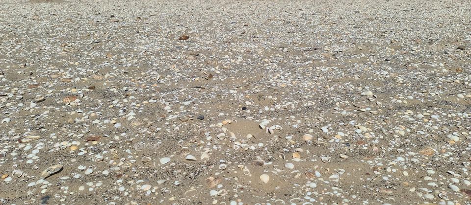 Shells on the sand pattern