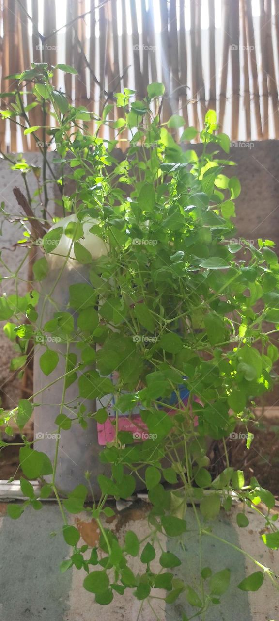 Green color calms the nerves