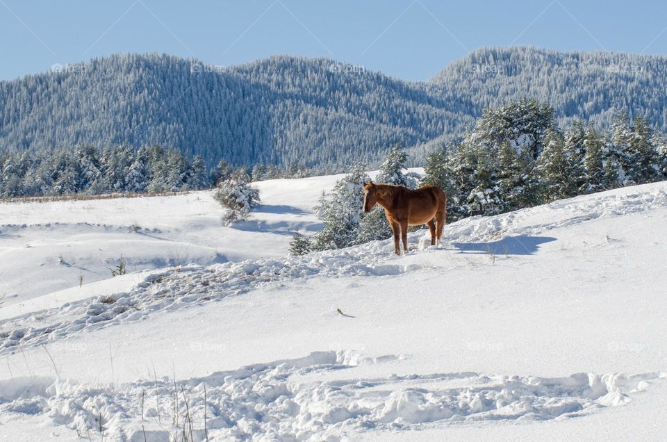 Horse in the Snow