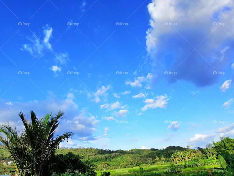 Langit biru padang hijau.. Actually a paddy field.
