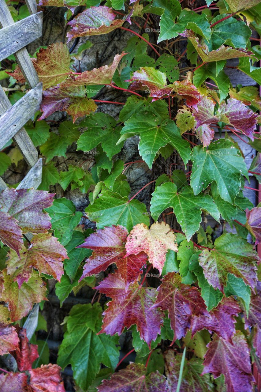 Fall Foliage