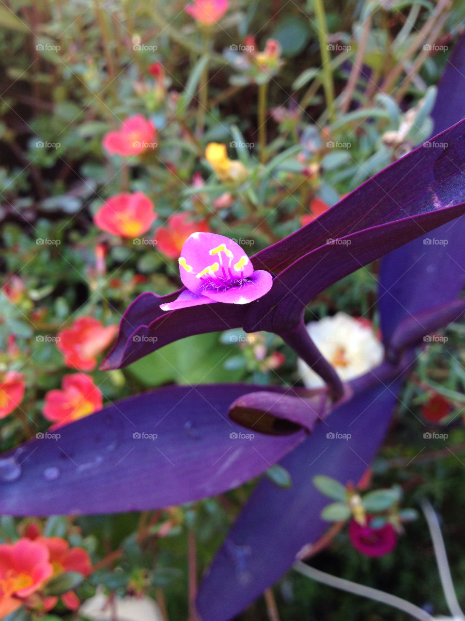 nature flower purple cook by eastofsheridan