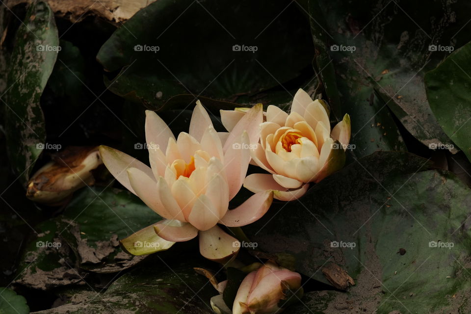 Close-up Of Lotus Water Lily in a Pond