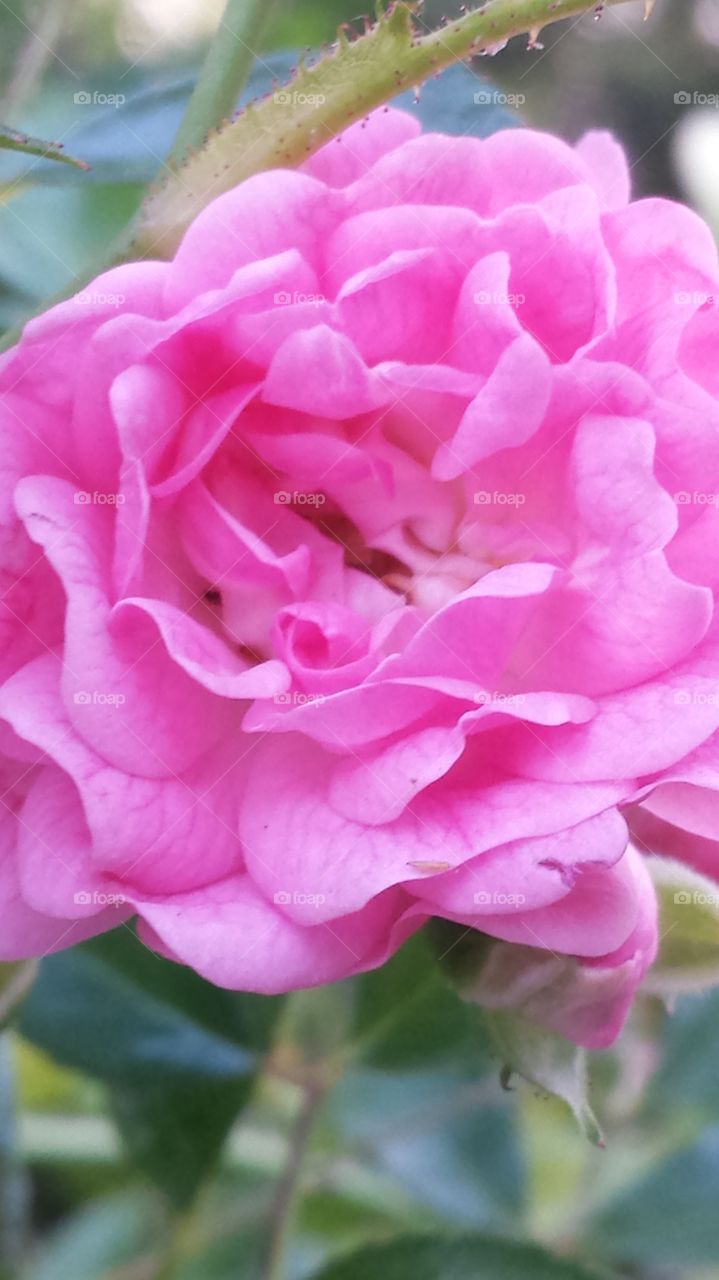 garden rose. love the color and shape.