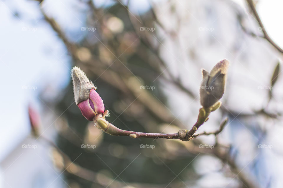 Magnolia buds are on their coats