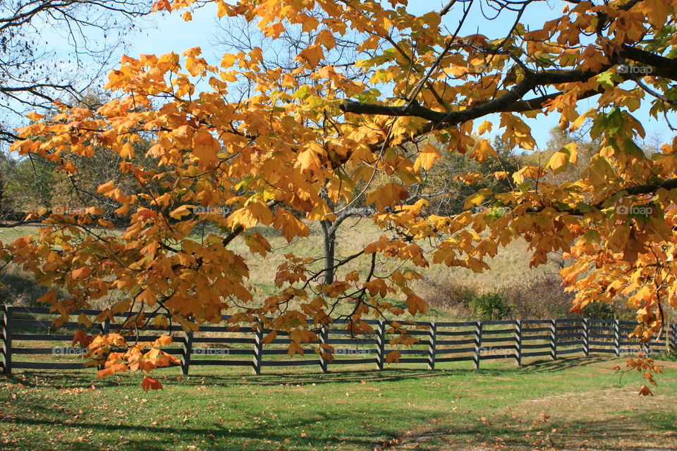 View of autumn branches