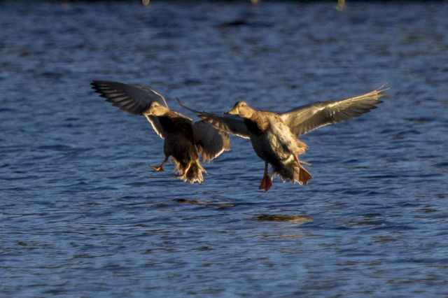 Birds - Mallard ducks about to land on the water - ankor landar på vatten 