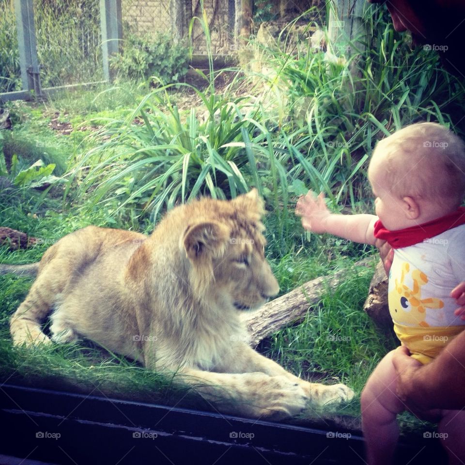 Lion and baby