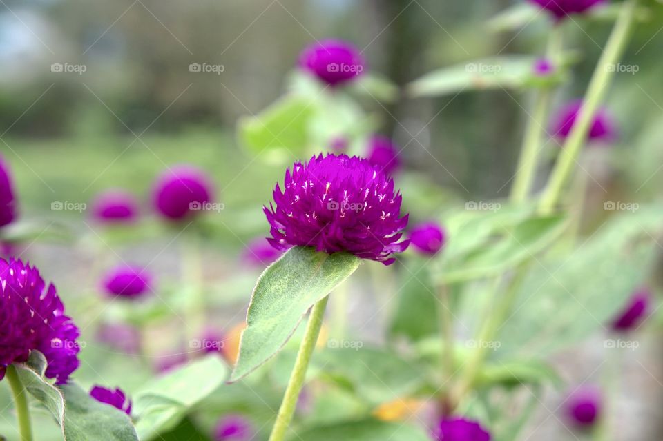 Purple flower...