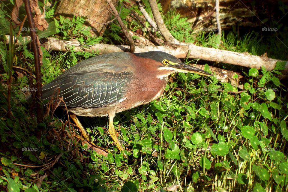 Green heron 