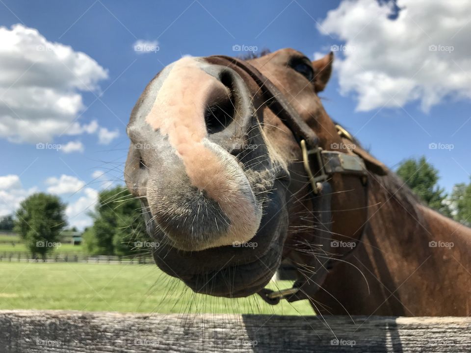 Friendly horse 