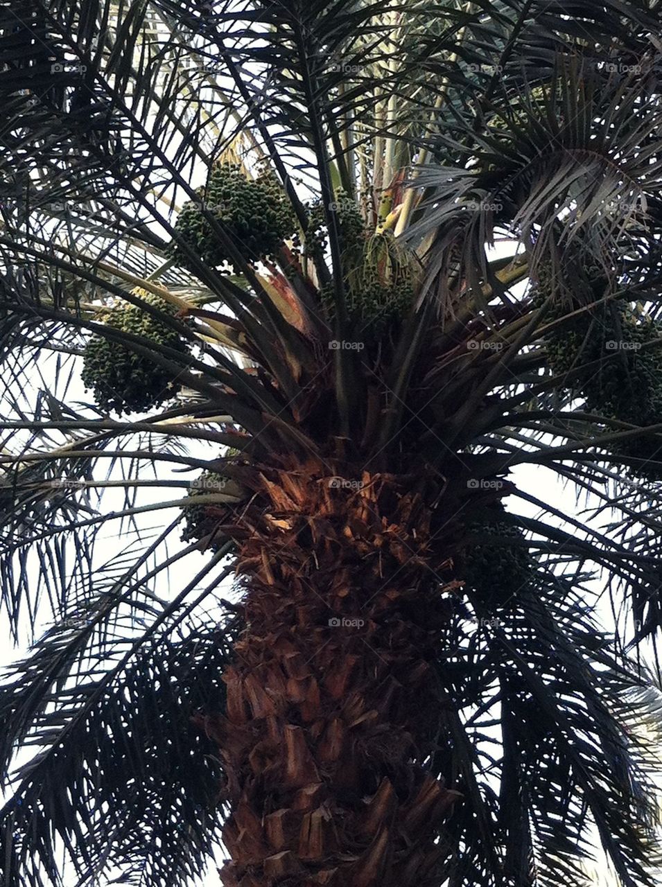 Palm Tree