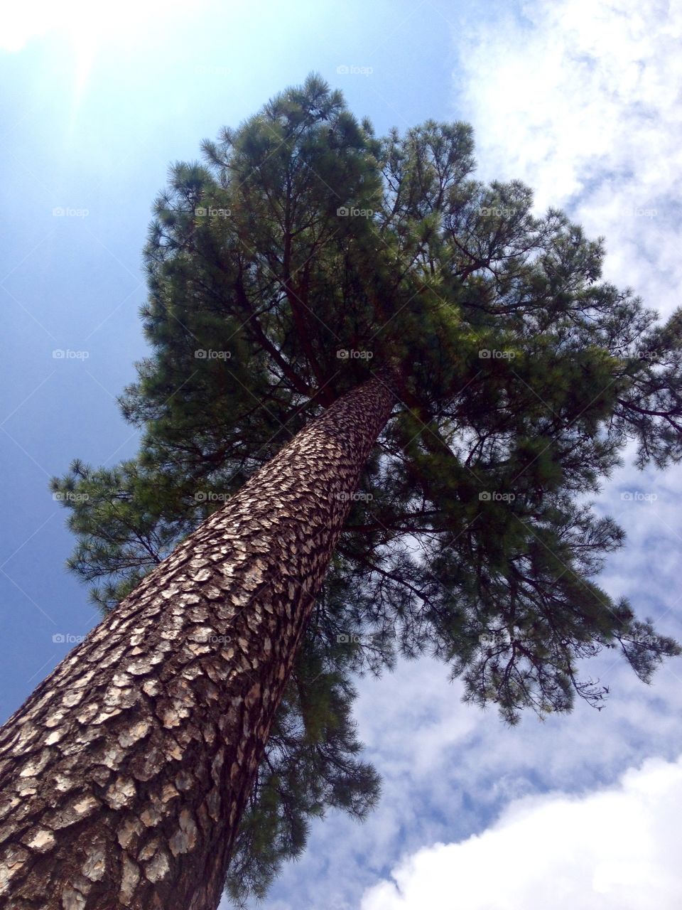 Lone tall pine. Pine tree from below looking up