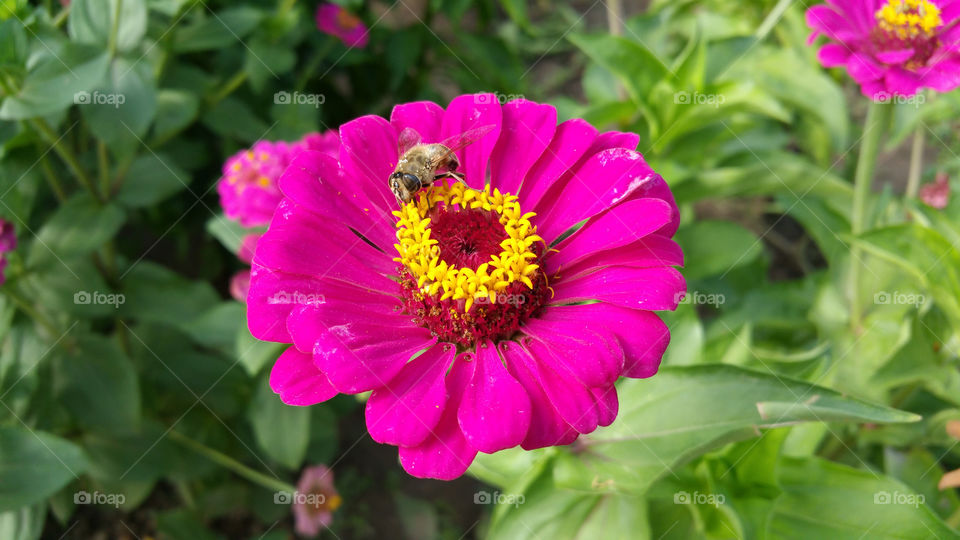 Bee on flower