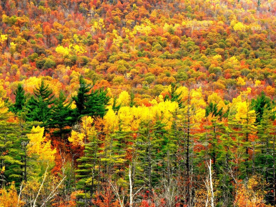 Autumn colors in the adirondak. Fall foliage bathes the mountainsides 