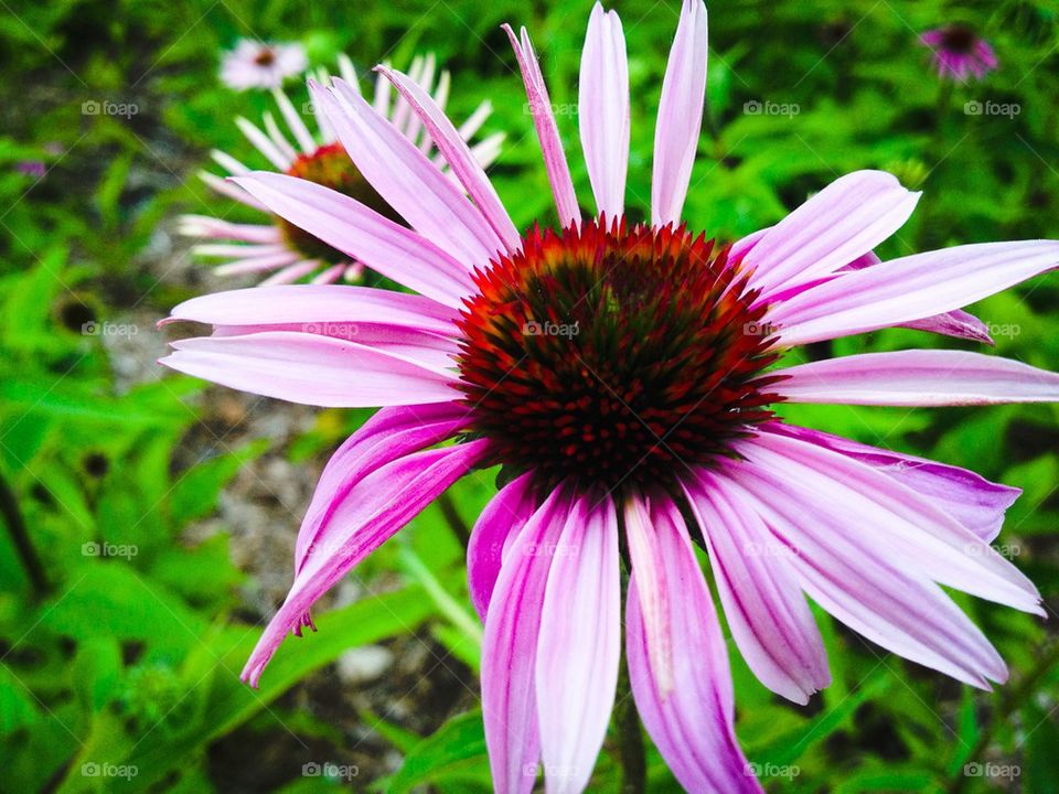 Cone Flower