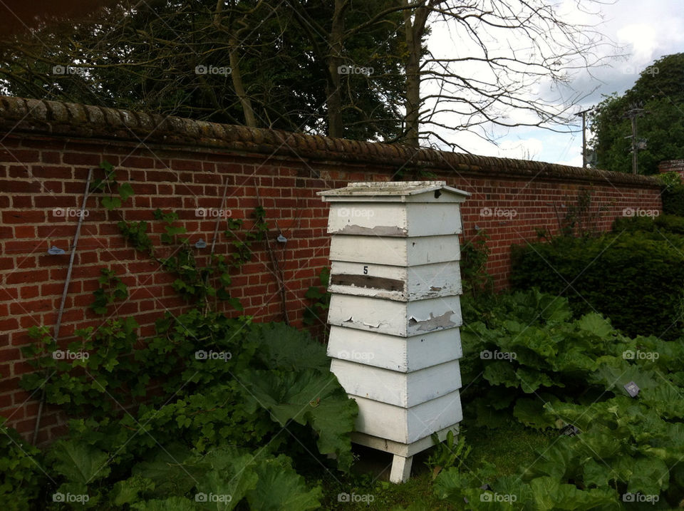 beehive by millwallben