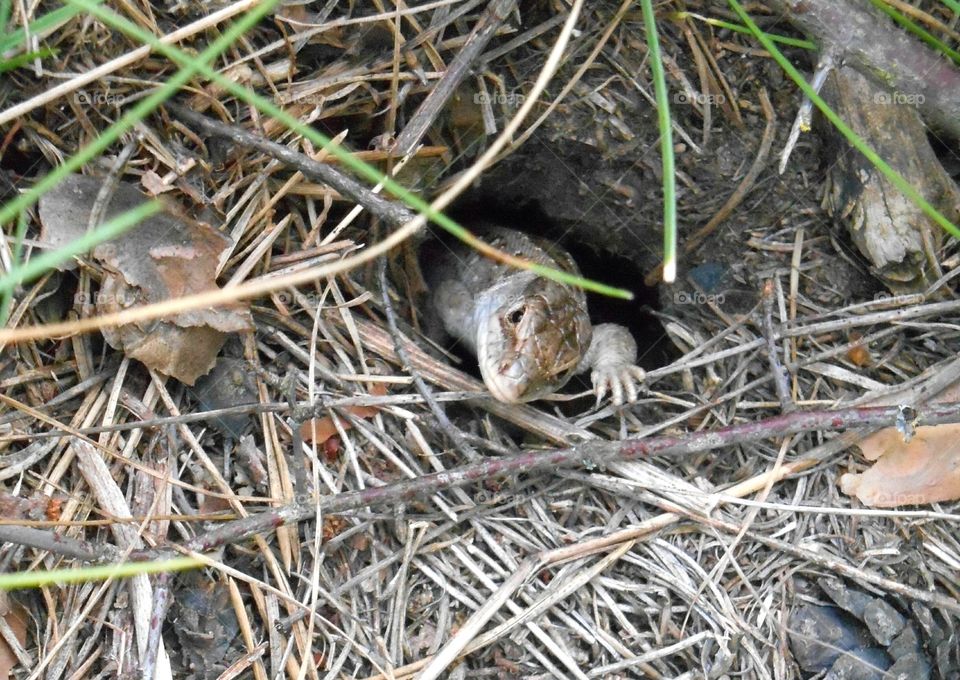 Nature, Wildlife, Little, Animal, Ground