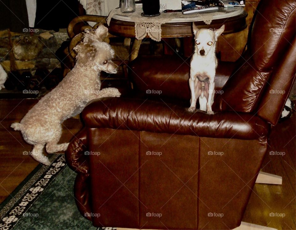 Poodle dog in mid jump to sit with chihuahua!