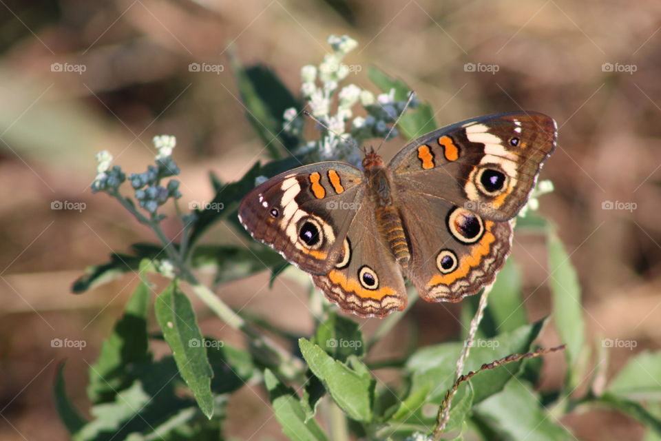 Beautiful butterflies 