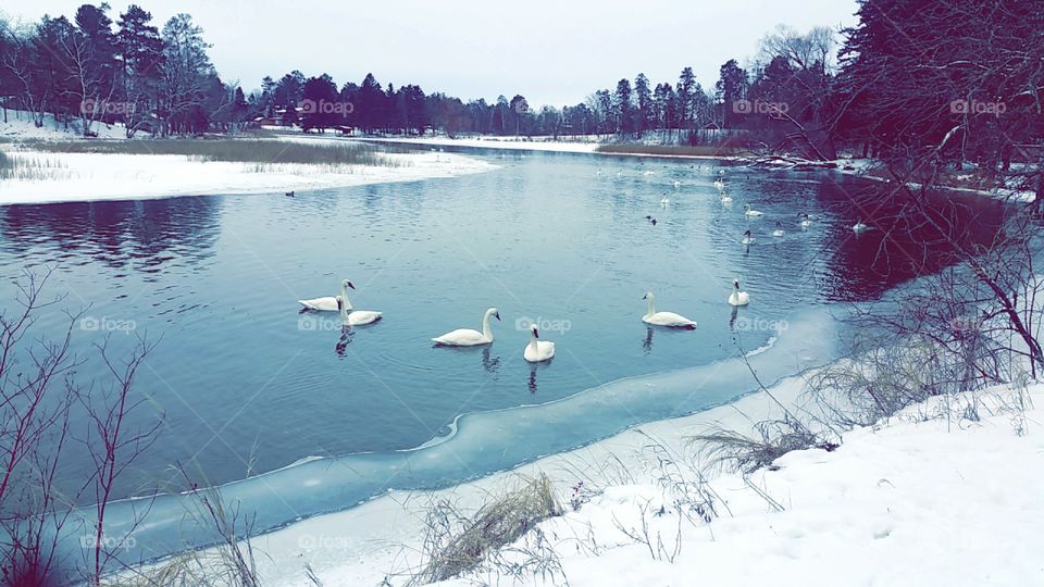winter swans