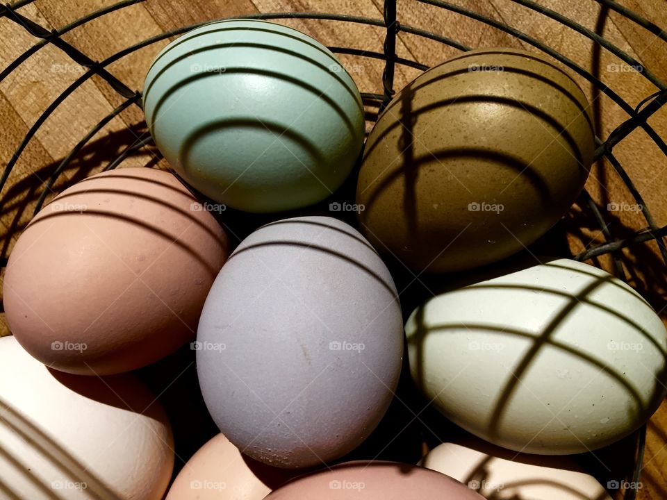 Naturally occurring egg colors from rare poultry.