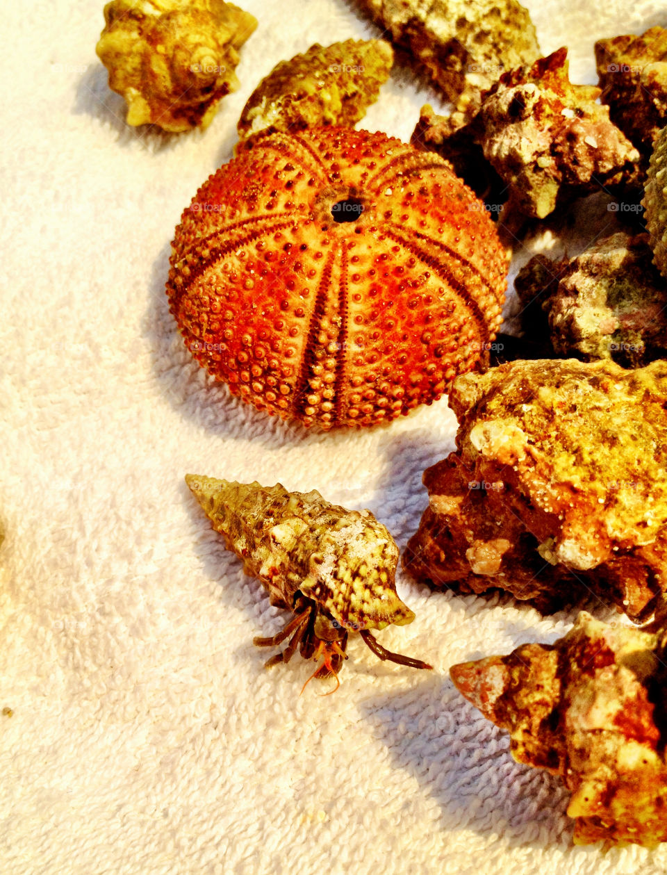 summer sea greece seashell by mrarflox