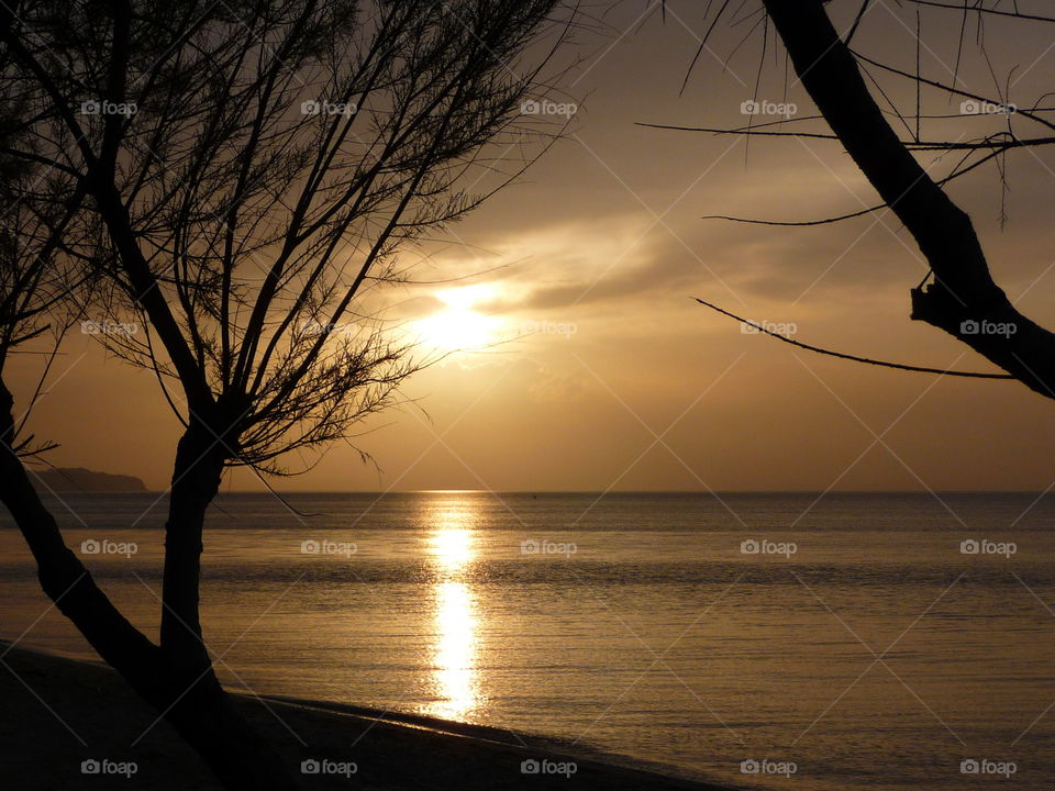 Sunset view with trees, sea...