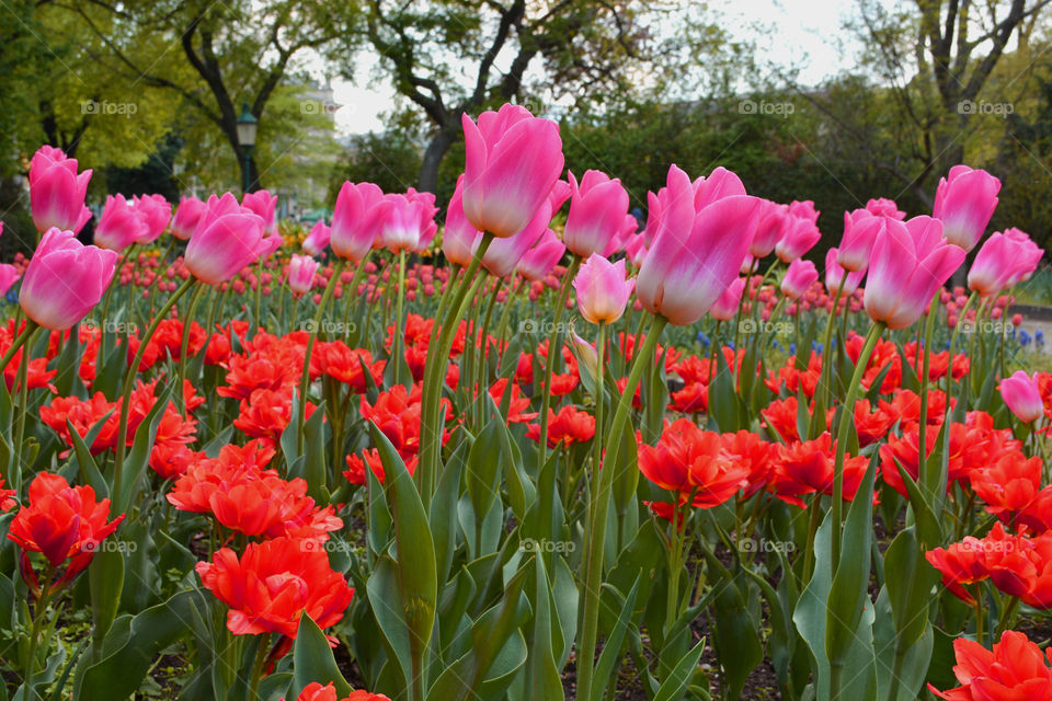 Pink tulips in the garden