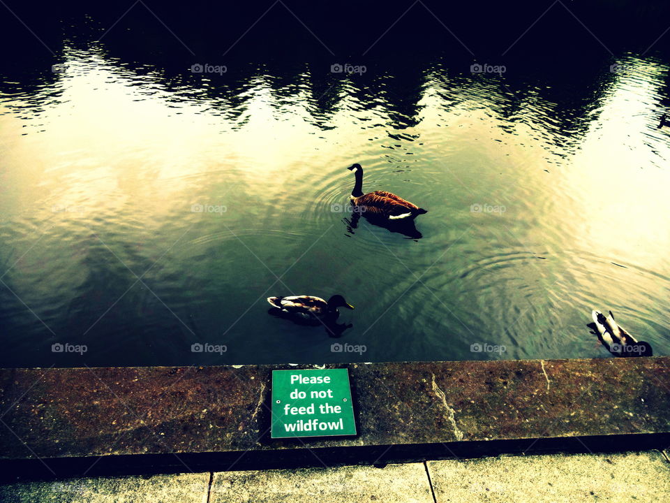 pond with wildfowl. wildfowl in the Jubilee Campuss, University of Nottingham