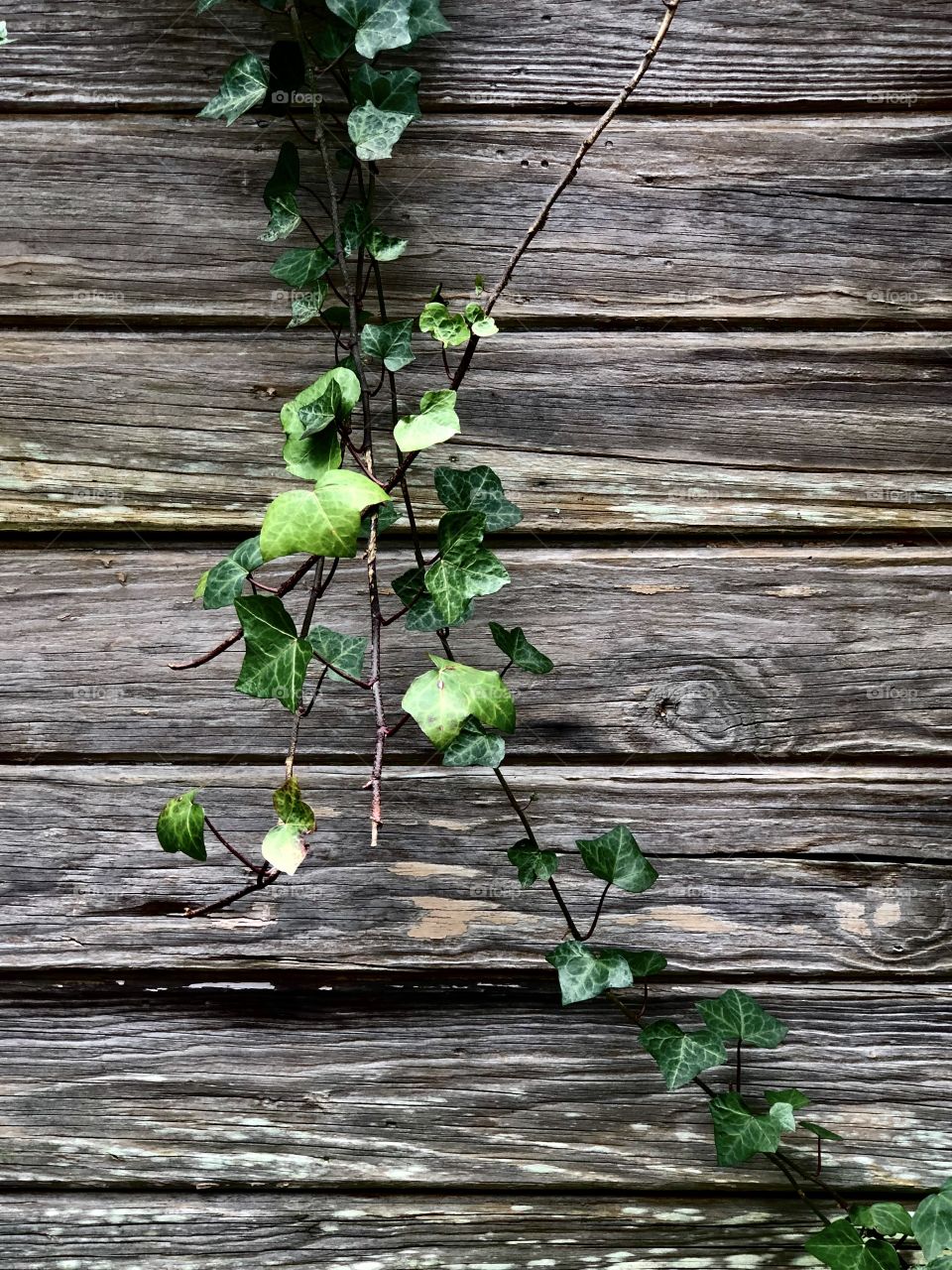 Ivy on weathered rundown shed