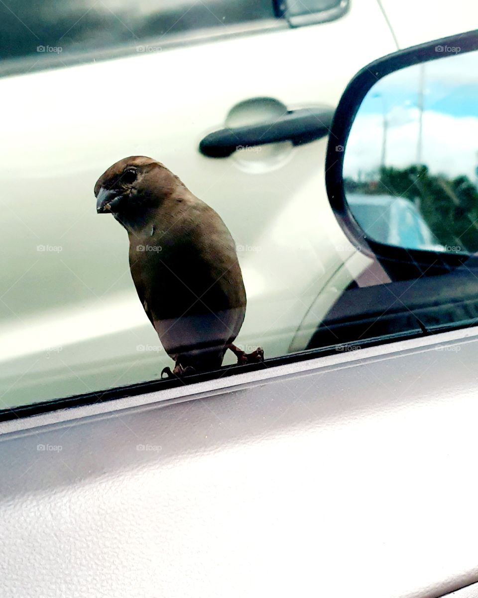 bird on the car