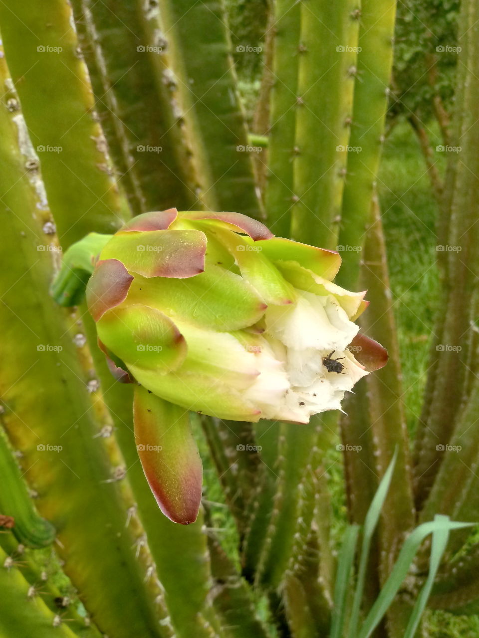 NATURE, PLANT, ENVIRONMENT, TREES.