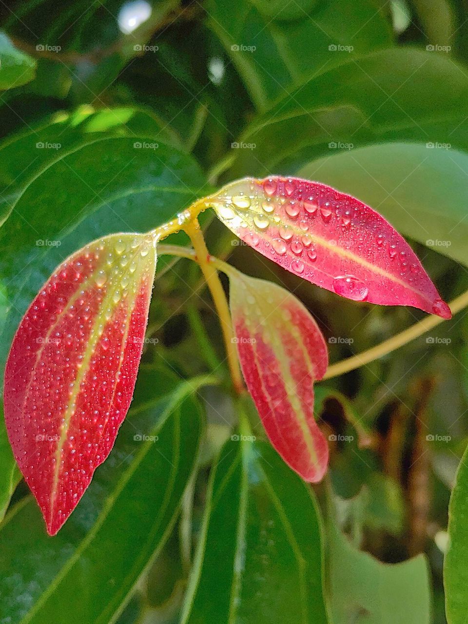 cinnamon leaves captured