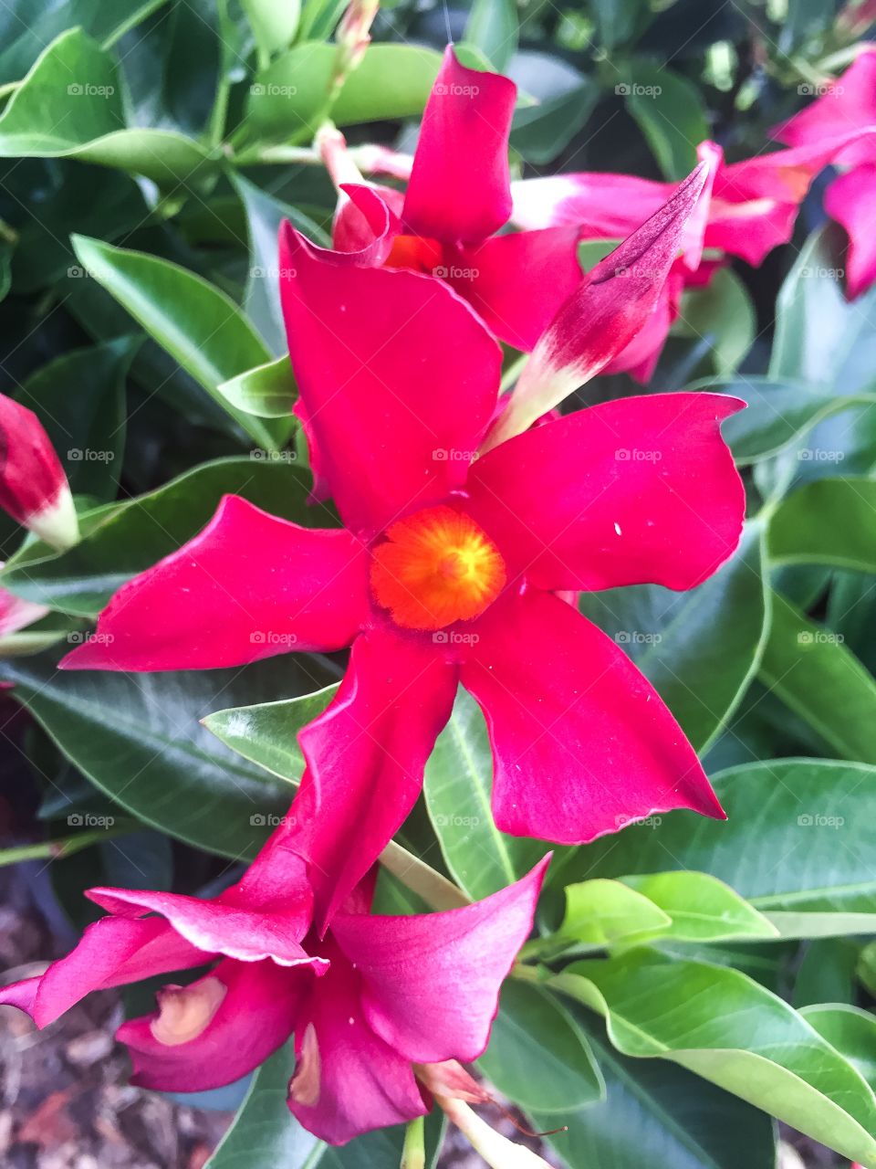 Bright red flower