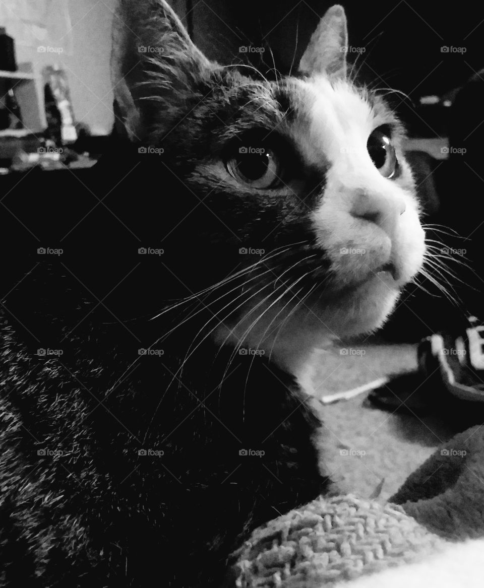 Thomas - Black & White