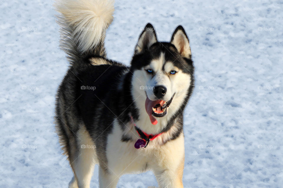 Stunningly beautiful, but rather bad-tempered blue-eyed husky at the dog park thought the little dogs were his own personal chew toys! May need a little extra training on playing with the little dogs!
