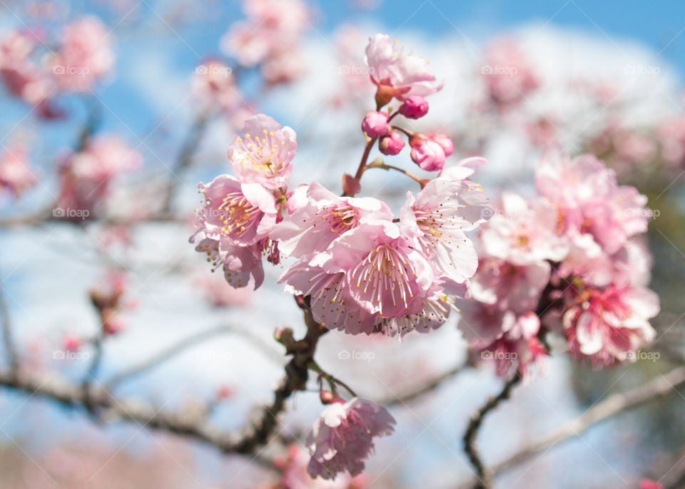 cherry blossom