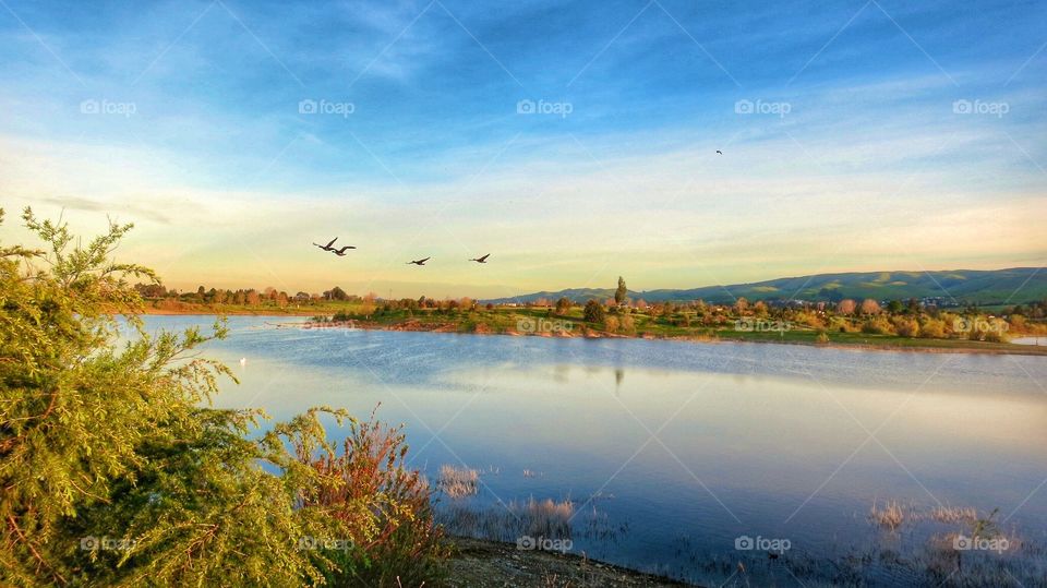 Flock of bird flying over lake