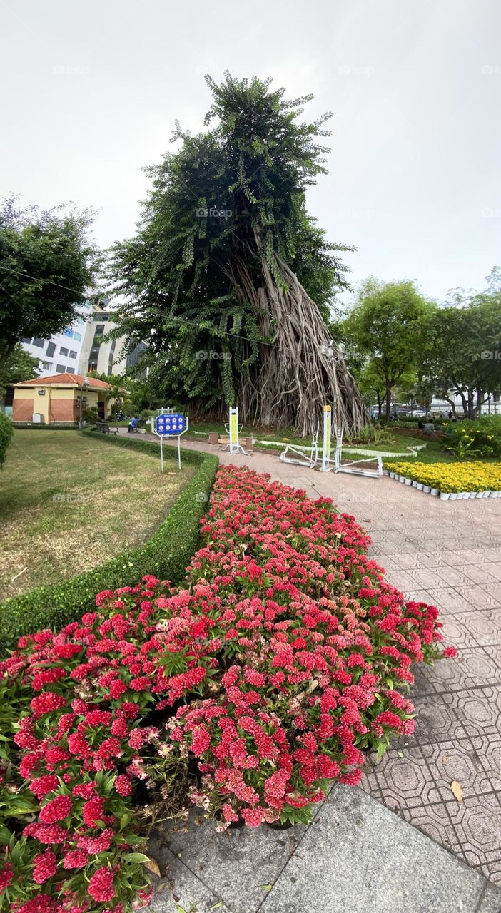 Massive routed tree with pretty red roses in front