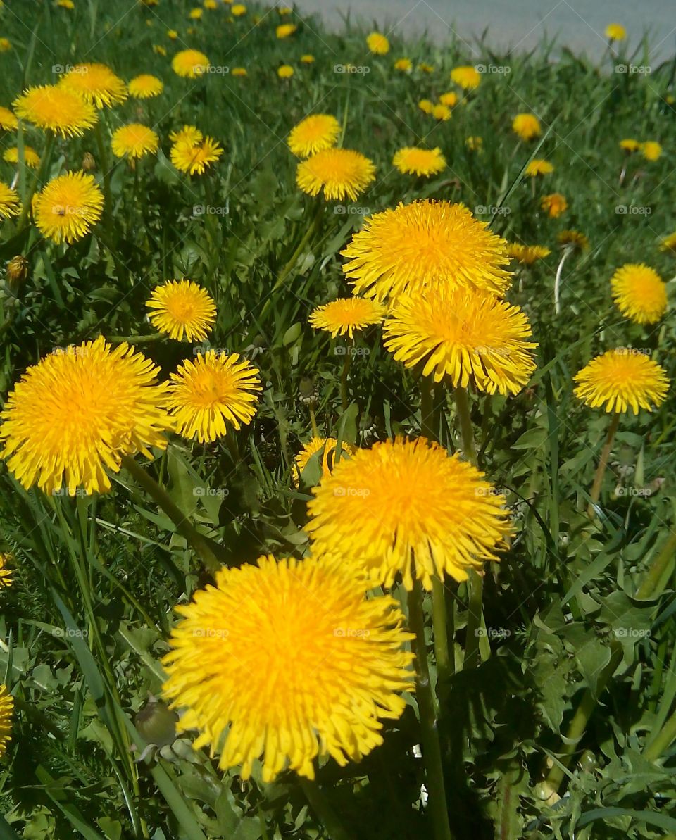 Close-up of flowers in field