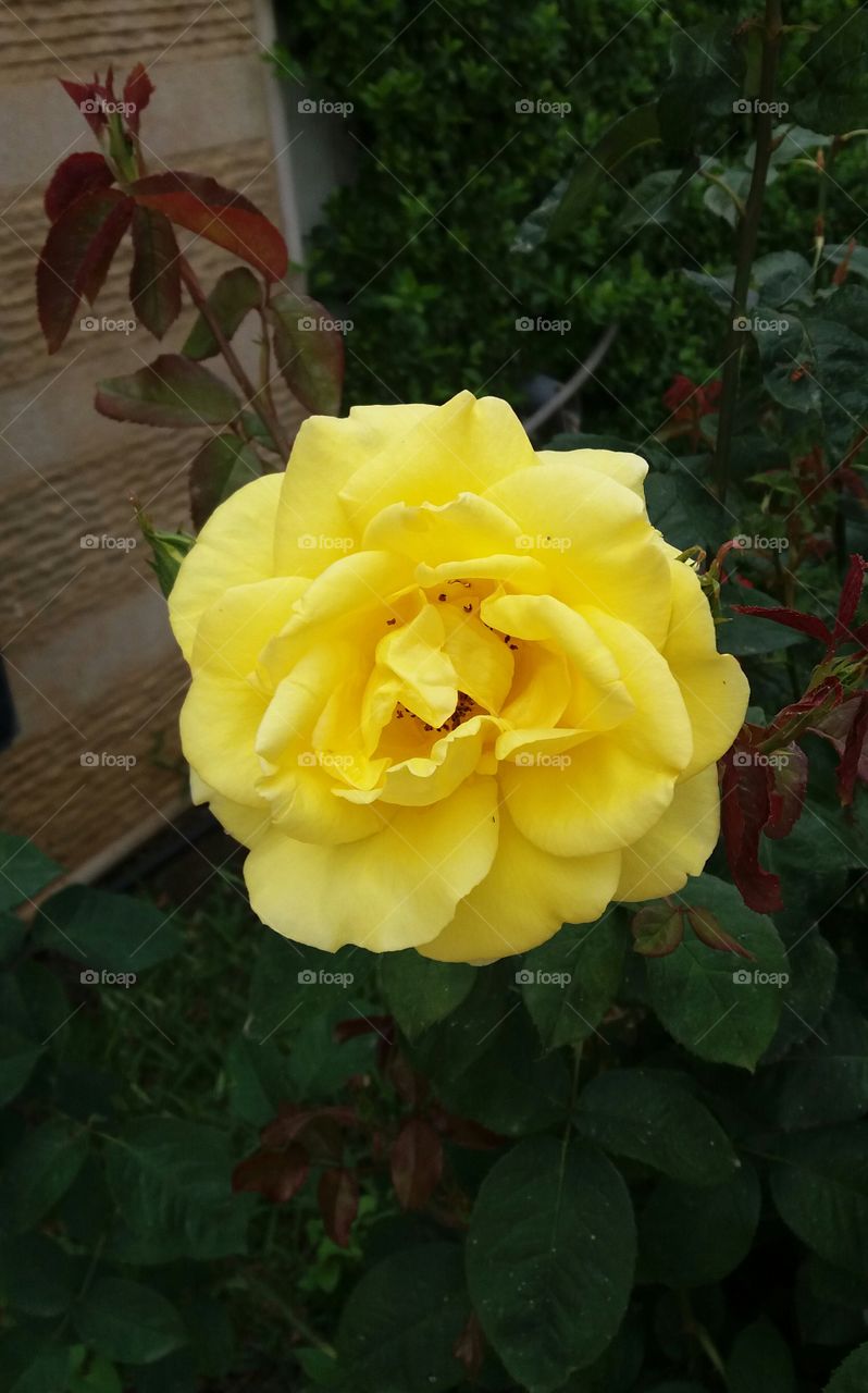 A beautiful rose in full bloom