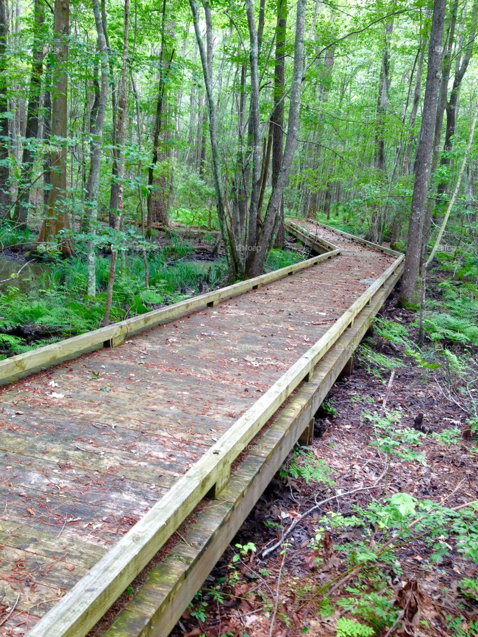 Walking the boardwalk into the woods