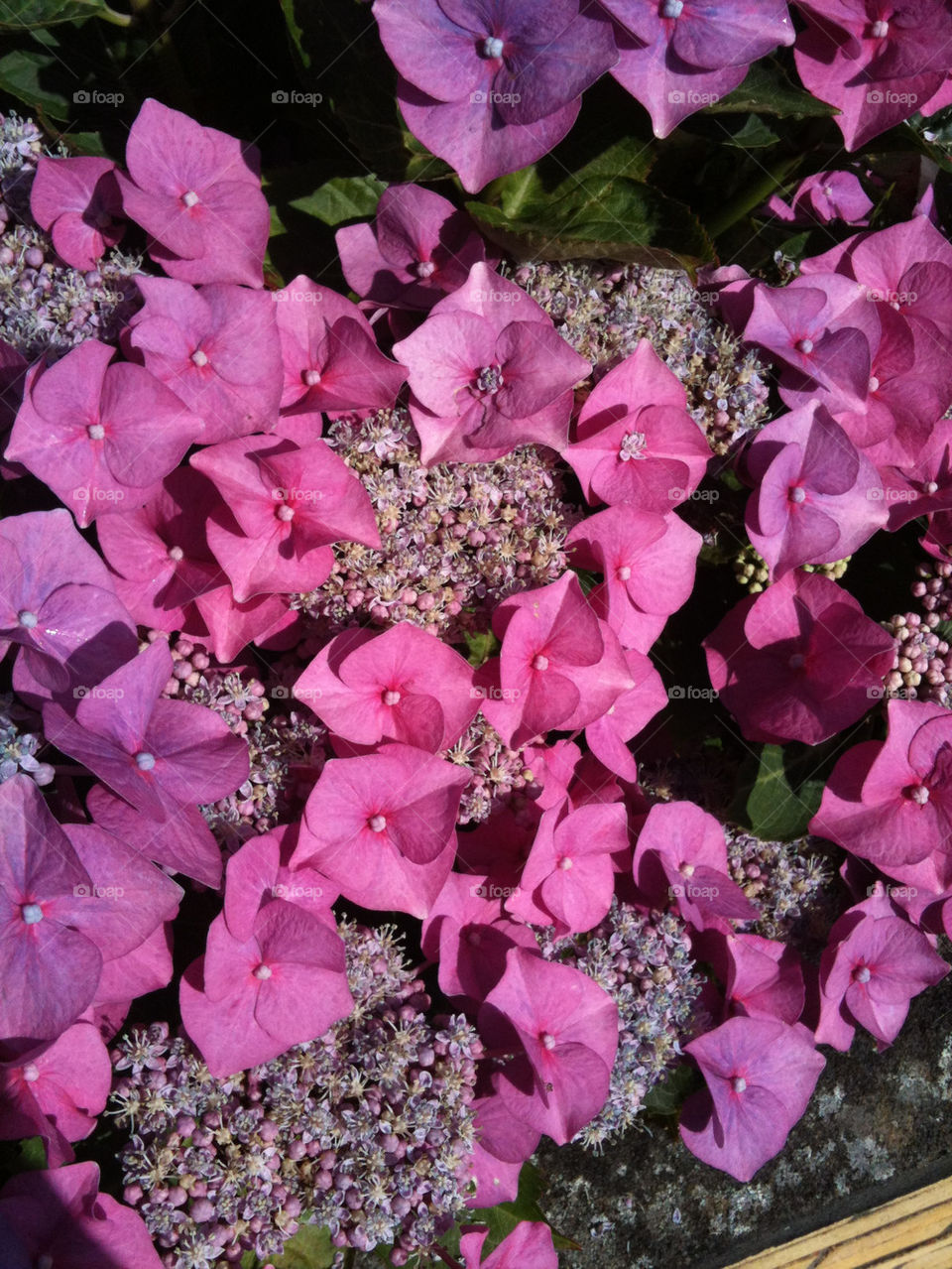 flowers garden pink summer by craigyman