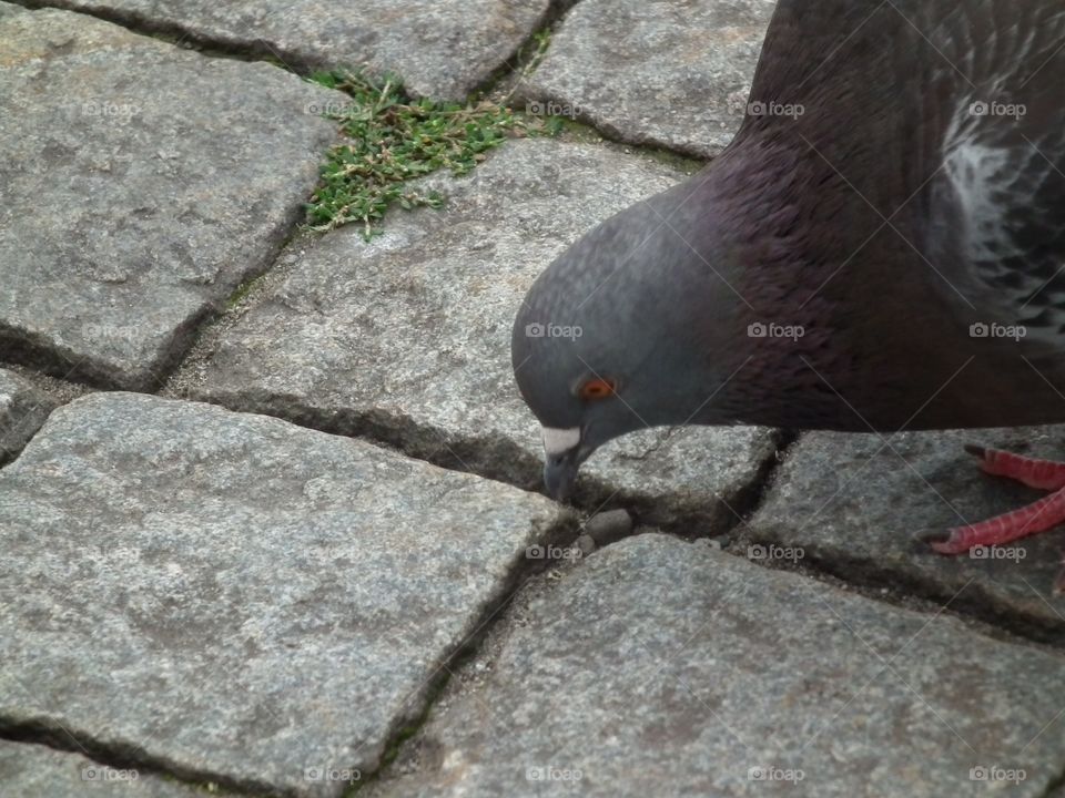 pigeon