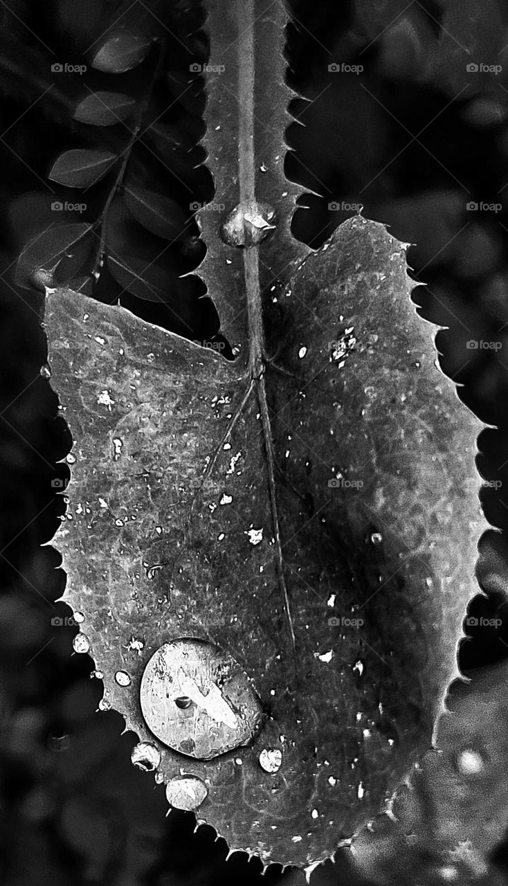 The flowers of my garden:
Leaf of the Dandelion.
After a refreshing rain, drops of water rest on the leaves, making everything more charming.
