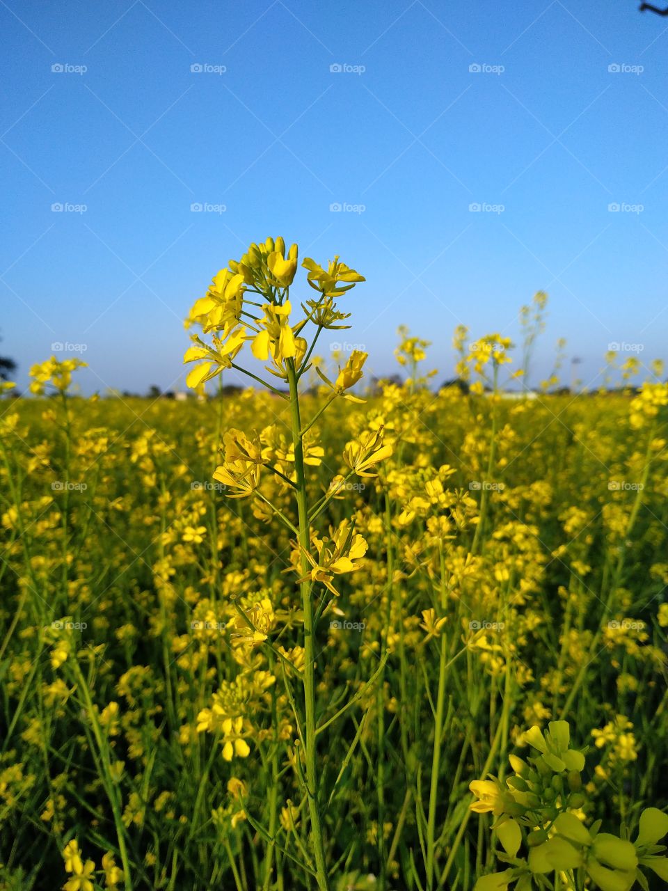Close up of yellow mustard flowering plant on field