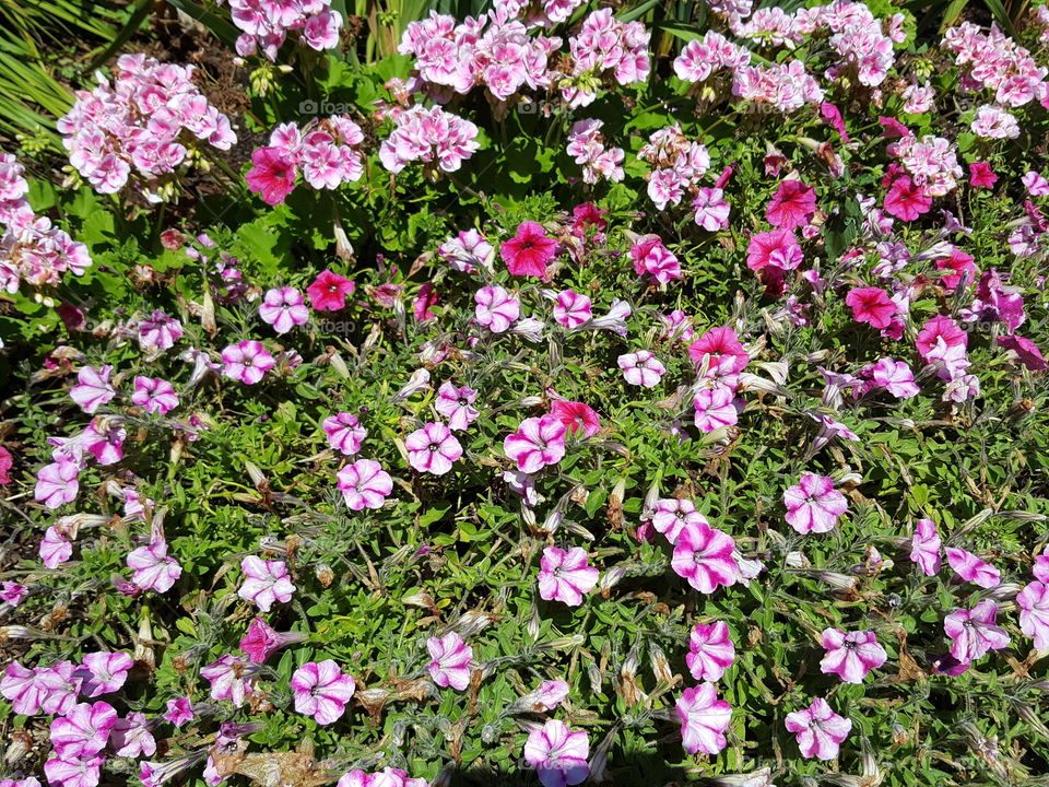 petunias