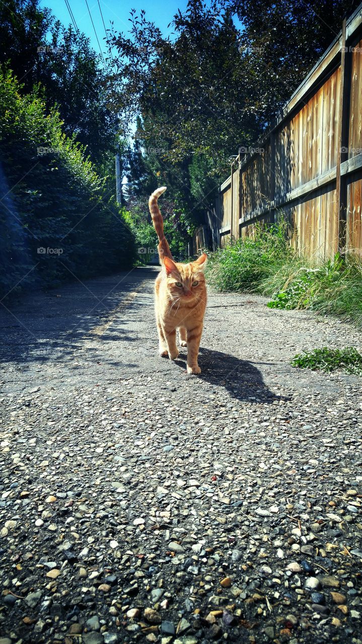 Neighborhood Cat Orange Tabby
