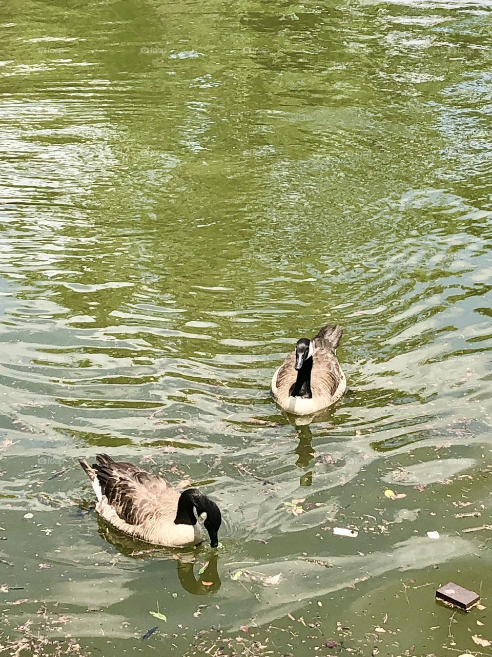 Close up with the Ducks - Summer time. 🦆